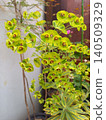Yellow flower 140509329