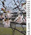 Cherry blossom 140509331