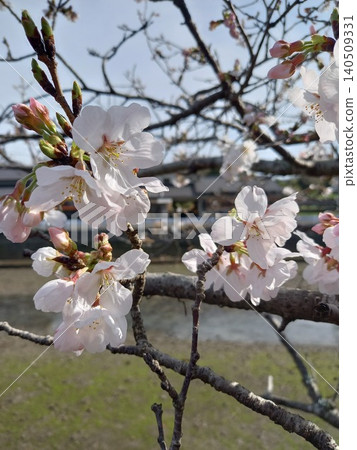 Cherry blossom Cherry blossom 140509331