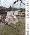 Cherry blossoms starting to bloom 140509332