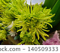 Chrysanthemum   140509333