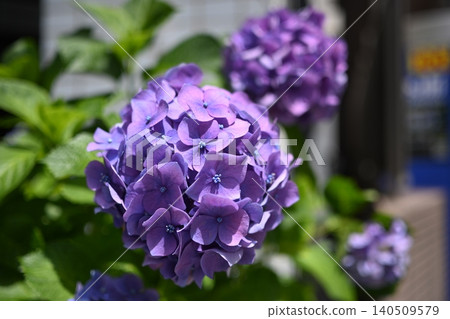 繡球花盛開紫色的花朵 繡球花盛開紫色的花朵 140509579