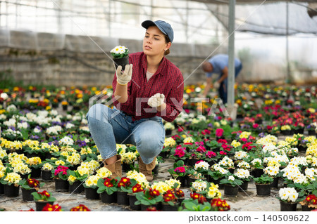 Woman employee of large greenhouse checks young primrose shoots. Growing hardened plants Woman employee of large greenhouse checks young primrose shoots. Growing hardened plants 140509622