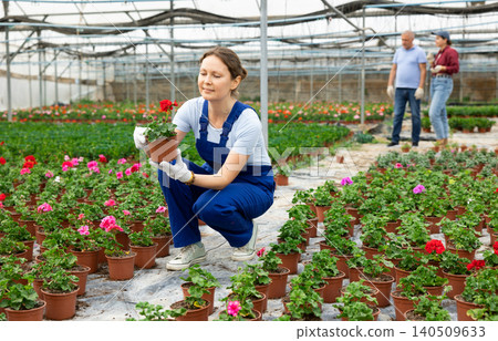 Adult woman holding flower pot with peralgonium Adult woman holding flower pot with peralgonium 140509633