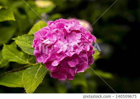 hydrangea hydrangea 140509675