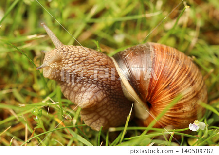 Snail crawling slowly on green grass showing protective shell and eyes, a symbol of patience and meticulous movement Snail crawling slowly on green grass showing protective shell and eyes, a symbol of patience and meticulous movement 140509782