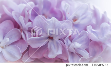 Lilac flowers creating soft purple pastel background, blooming in spring garden, showcasing delicate floral beauty Lilac flowers creating soft purple pastel background, blooming in spring garden, showcasing delicate floral beauty 140509783