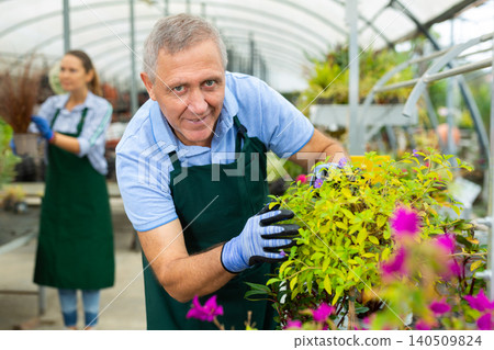 Mature man owner of hothouse checking potted plants of flowering 140509824