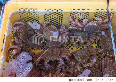 Fresh hairy crabs kept in market tanks - Hokkaido seafood Fresh hairy crabs kept in market tanks - Hokkaido seafood 140509857