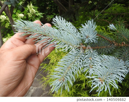 Colorado Spruce Hopsey, a horticultural variety of the pine family with beautiful silver-green leaves Colorado Spruce Hopsey, a horticultural variety of the pine family with beautiful silver-green leaves 140509882