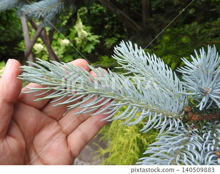Colorado Spruce Hopsey, a horticultural variety of the pine family with beautiful silver-green leaves Colorado Spruce Hopsey, a horticultural variety of the pine family with beautiful silver-green leaves 140509883