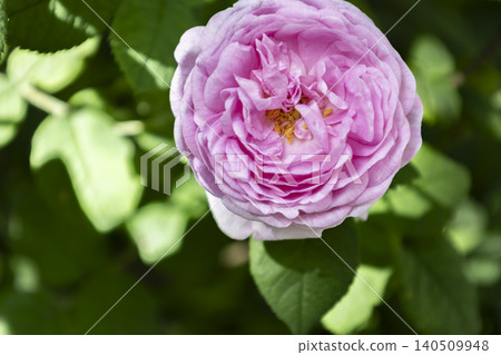Beautiful gentle pink rose blooming in a summer garden with soft bokeh background. Tender peony rose bush with green leaves in bright sunlight. Close-up flower photography. Beautiful gentle pink rose blooming in a summer garden with soft bokeh background. Tender peony rose bush with green leaves in bright sunlight. Close-up flower photography. 140509948