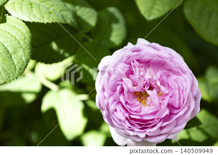 Beautiful gentle pink rose blooming in a summer garden with soft bokeh background. Tender peony rose bush with green leaves in bright sunlight. Close-up flower photography. Beautiful gentle pink rose blooming in a summer garden with soft bokeh background. Tender peony rose bush with green leaves in bright sunlight. Close-up flower photography. 140509949