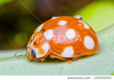 Side view of a white fourteen-spotted ladybug Side view of a white fourteen-spotted ladybug 140509950
