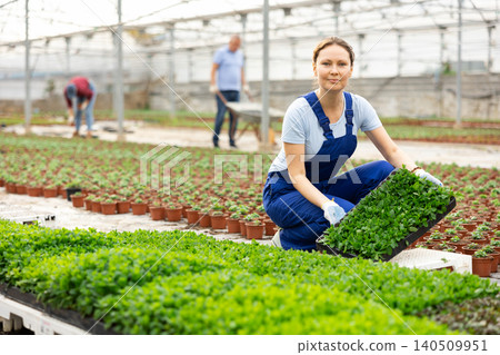 Female gardener in blue overall arranges pallets with l mint seedlings in greenhouse 140509951