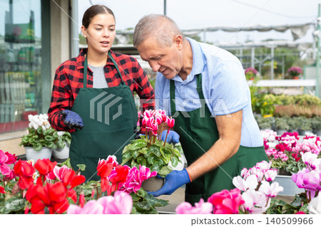Two experienced gardeners care for cyclamen hybrid flowers together in greenhouse Two experienced gardeners care for cyclamen hybrid flowers together in greenhouse 140509966