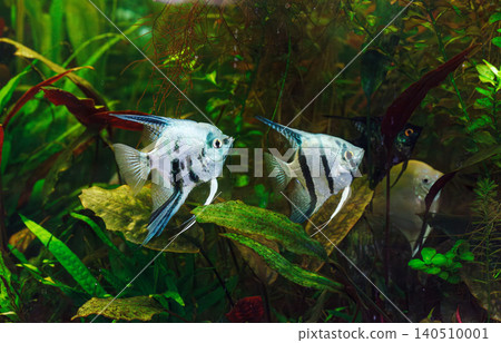 underwater photography of barbus tetrazona fish underwater photography of barbus tetrazona fish 140510001
