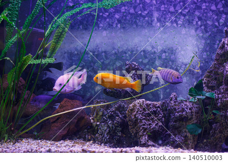 underwater photography of fish Maylandia estherae underwater photography of fish Maylandia estherae 140510003