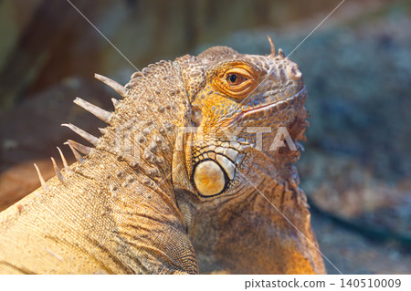 beautiful lizard Iguana iguana beautiful lizard Iguana iguana 140510009