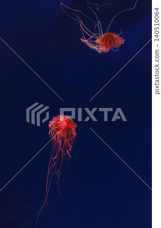 underwater photography of beautiful jellyfish japanese sea nettle chrysaora pacifica 140510064