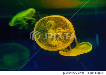 underwater shooting of beautiful Aurelia aurita underwater shooting of beautiful Aurelia aurita 140510071
