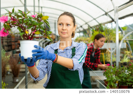 Woman gardener is standing with flowers Guinea Impatiens Woman gardener is standing with flowers Guinea Impatiens 140510076
