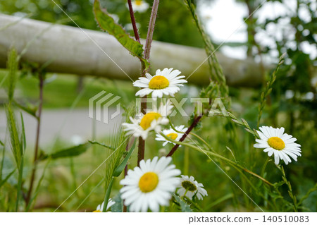 This is an oxeye daisy (Leucanthemum vulgare), a common perennial wildflower found in grasslands and meadows. It is characterised by a central yellow disc surrounded by white ray florets, typically ap This is an oxeye daisy (Leucanthemum vulgare), a common perennial wildflower found in grasslands and meadows. It is characterised by a central yellow disc surrounded by white ray florets, typically ap 140510083