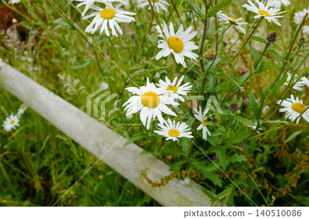 This is an oxeye daisy (Leucanthemum vulgare), a common perennial wildflower found in grasslands and meadows. It is characterised by a central yellow disc surrounded by white ray florets, typically ap This is an oxeye daisy (Leucanthemum vulgare), a common perennial wildflower found in grasslands and meadows. It is characterised by a central yellow disc surrounded by white ray florets, typically ap 140510086