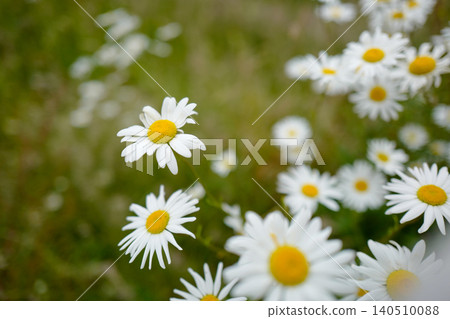 This is an oxeye daisy (Leucanthemum vulgare), a common perennial wildflower found in grasslands and meadows. It is characterised by a central yellow disc surrounded by white ray florets, typically ap This is an oxeye daisy (Leucanthemum vulgare), a common perennial wildflower found in grasslands and meadows. It is characterised by a central yellow disc surrounded by white ray florets, typically ap 140510088