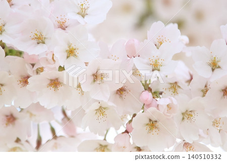 Yoshino cherry tree Yoshino cherry tree 140510332
