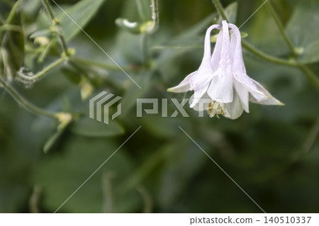 Delicate pale pink columbine flower blooming in a summer garden. Close-up of aquilegia blossom hanging on a branch with green leaves blurred in the background. Natural floral beauty. Delicate pale pink columbine flower blooming in a summer garden. Close-up of aquilegia blossom hanging on a branch with green leaves blurred in the background. Natural floral beauty. 140510337