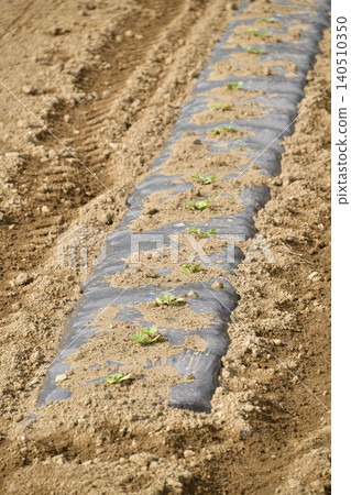 A photograph of a pumpkin field in Atsusabetsu Town, Hokkaido, in early summer. A photograph of a pumpkin field in Atsusabetsu Town, Hokkaido, in early summer. 140510350
