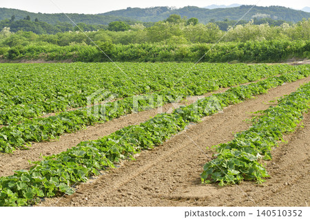 A photograph of a pumpkin field in Atsusabetsu Town, Hokkaido, in early summer. 140510352
