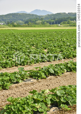 A photograph of a pumpkin field in Atsusabetsu Town, Hokkaido, in early summer. A photograph of a pumpkin field in Atsusabetsu Town, Hokkaido, in early summer. 140510354