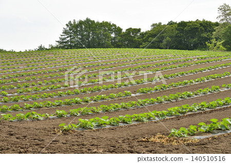 A photograph of a pumpkin field in Atsusabetsu Town, Hokkaido, in early summer. A photograph of a pumpkin field in Atsusabetsu Town, Hokkaido, in early summer. 140510516