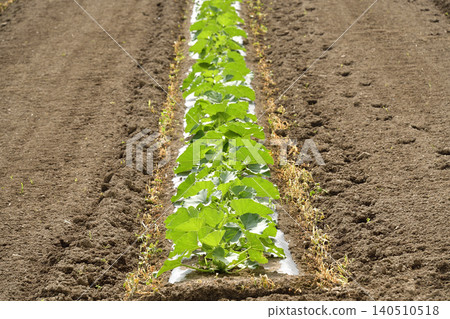 A photograph of a pumpkin field in Atsusabetsu Town, Hokkaido, in early summer. A photograph of a pumpkin field in Atsusabetsu Town, Hokkaido, in early summer. 140510518
