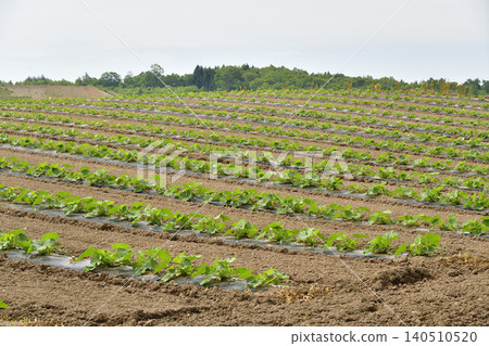 A photograph of a pumpkin field in Atsusabetsu Town, Hokkaido, in early summer. A photograph of a pumpkin field in Atsusabetsu Town, Hokkaido, in early summer. 140510520