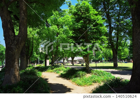 Hisaya-Odori Park, Nagoya City: A path of sunlight filtering through the trees in Keyaki Hiroba 140510624