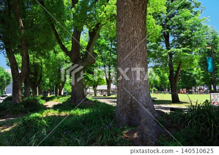 Hisaya-Odori Park, Nagoya City: A path of sunlight filtering through the trees in Keyaki Hiroba Hisaya-Odori Park, Nagoya City: A path of sunlight filtering through the trees in Keyaki Hiroba 140510625