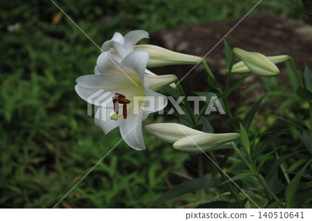 白百合 白百合 140510641