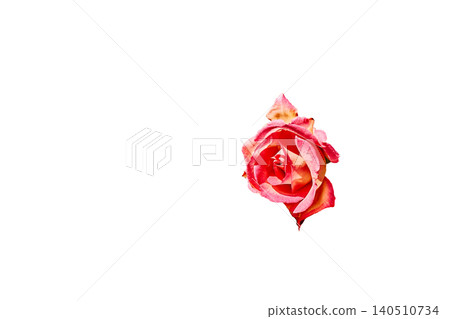 Fragrance of tender summer pink rose on white Fragrance of tender summer pink rose on white 140510734