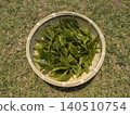 Freshly picked tea leaves on the lawn 140510754