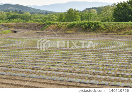 Photographing the cornfield scenery in Atsutacho, Hokkaido in early summer Photographing the cornfield scenery in Atsutacho, Hokkaido in early summer 140510766