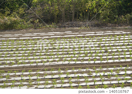 Photographing the cornfield scenery in Atsutacho, Hokkaido in early summer Photographing the cornfield scenery in Atsutacho, Hokkaido in early summer 140510767