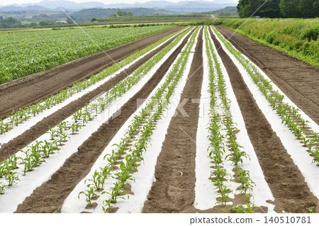 Photographing the cornfield scenery in Atsutacho, Hokkaido in early summer Photographing the cornfield scenery in Atsutacho, Hokkaido in early summer 140510781