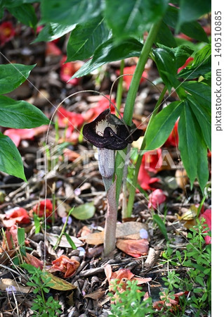 Arisaema urashima casting a fishing line 140510885