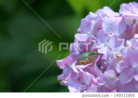 樹蛙與繡球花,高知縣土佐市 樹蛙與繡球花,高知縣土佐市 140511000