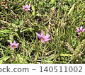 粉紅色的花朵正在綻放 140511002