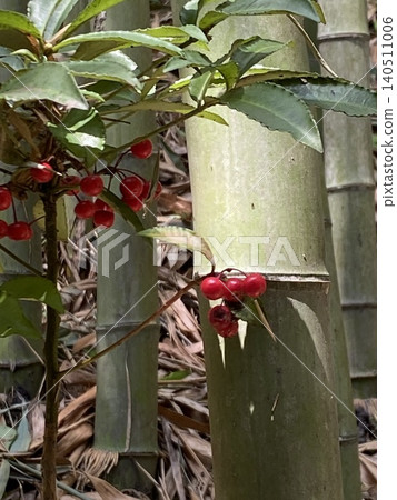 Manjo with red fruit 140511006