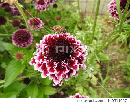 藍盆花(日文名稱:松蟲草) 藍盆花(日文名稱:松蟲草) 140511037